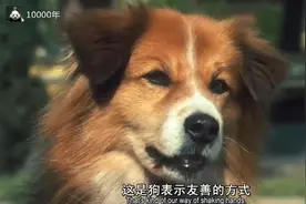 狗狗见面为什么互相闻屁股？小孩子听了解释后……笑喷了视频封面
