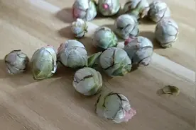 即将开花的茶花为什么被我摘掉了所有花苞？视频封面