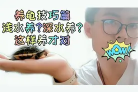 论深水浅水养龟，这样养才对。视频封面