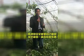【农人聊农事】覃哥聊草莓种植技术视频封面