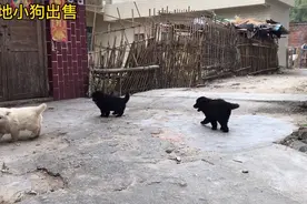 本地松毛狗，胖嘟嘟的毛茸茸的很可爱，只是价钱太高了没谈成