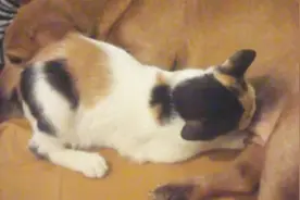 这么大的猫不断奶，还偷吃狗奶，要不要点脸啊