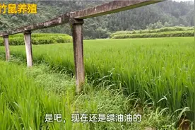 被卷叶螟侵害的叶子发白，现在又变成绿油油，小伙用了啥办法？