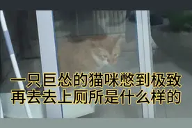 一天没上厕所的猫咪，憋到了极致是怎样的。