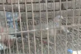斑鸠肉更是营养高功效多，养殖时应注意哪些问题，这些你都知道吗视频封面