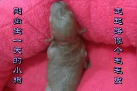 来看看刚出生的小狗萌翻了，负责任的狗妈妈不停的舔舐视频封面