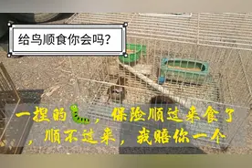 刚买的鸟不吃食易饿死，给鸟服食有技巧，听听卖鸟人的顺食秘籍
