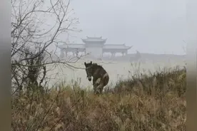 翻山越岭赶年夜饭！视频封面
