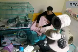 与50只猫在31平米房子中同吃同住的生活