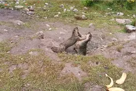 甘南行第15集：贪吃的土拔鼠肉嘟嘟抱着腿要吃的游客都被它萌化了