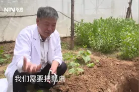 七星瓢虫怎么过冬天？小小虫子真能抗冻