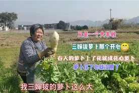 春天萝卜容易上花，萝卜花心就没用了。丰收喜悦让三婶那个开心！