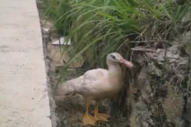今天在路上看见了一只鸭子，发现它头长歪了，有知道怎么回事的吗视频封面