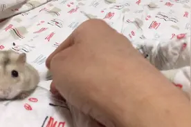 长个巨肿瘤的仓鼠精神状况还好，可怜的鼠鼠没有同伴只能自己玩！