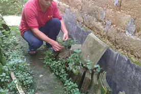 农村小伙拔草胡椒，这是一种生长在潮湿的环境，叶子心形的植物