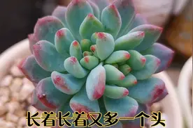 求助网友：多肉叶心处又长出了一个头看着不像花箭，怎么办呢？视频封面