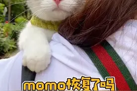momo恢复了吗？视频封面