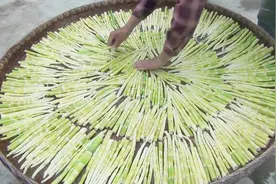 农村小伙竹林扳纯天然野生竹笋，做竹笋干全过程