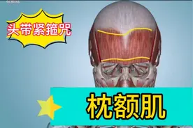 引起头皮发紧及头顶部疼痛的肌肉—解剖枕额肌  推拿按摩穴位缓解