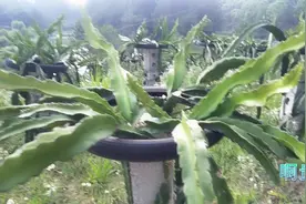 水果种植项目，种植50亩山地投资12万多，一年收入有200000视频封面