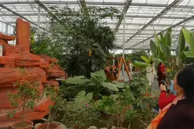 大午热带植物园视频封面