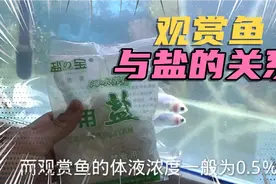 两条金鱼差点死掉，幸好及时打氧，盐对观赏鱼作用非常大视频封面