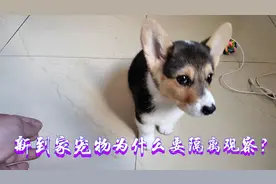 购入新宠物为什么要隔离观察？观察期过后健康才能打疫苗视频封面
