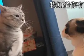 两只猫咪吵架，有一只吓得说人话了，我居然能听得懂它在说什么视频封面