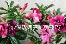 挺着一个大肚子的沙漠玫瑰，养护极其简单，快来看看吧！视频封面