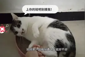 只从上班之后猫咪连被窝都不进了！早上的亲子时间也不乐意…视频封面