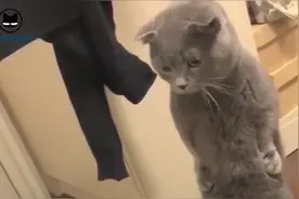 猫咪：你们猜猜看，我到底看到了什么？