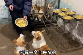一群狗狗排队吃饭，队伍井井有序场面十分壮观，太听话了视频封面