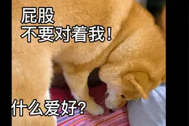 狗狗总喜欢刨地，有人知道它是什么意思吗，难不成是在埋屎？？？视频封面
