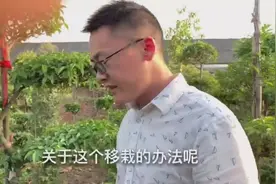 园艺树木，夏天移栽这样做，兵哥保证成活率100%视频封面