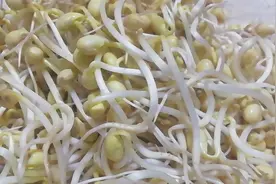在家发黄豆芽，还是老方法简单靠谱，记住2个要点，三天就能吃视频封面