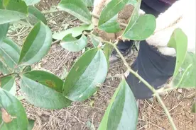 长着像生姜但满身都有刺，农村挖药老人说20元一斤，你见过吗？视频封面