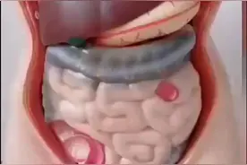 人身体各器官，你了解多少视频封面