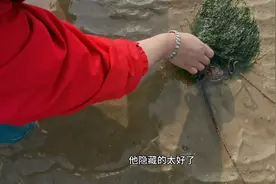 胖大姐赶海没想到海草垃圾下面竟藏着好东西，小红贝一个接一个视频封面