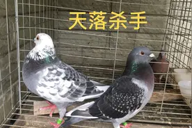 低成本制作的鸽子天落笼又开始启用，天落鸽子抓不完