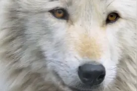 好懒的狼，连挪一下都不行。狼说：不要和我比懒，我懒得和你比视频封面