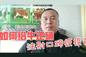 牛注射口蹄疫疫苗后还得口蹄疫吗？如何正确注射口蹄疫疫苗。视频封面