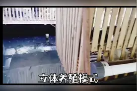 非常适合农村养鸡户，成本低廉，鸡鱼共生立体养殖，简单易学易懂视频封面