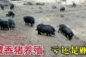 农村养殖藏香猪，20斤毛胚可卖800一头，年收入让人羡慕视频封面
