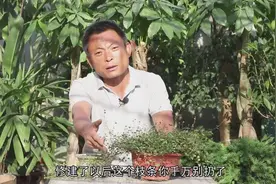 学会千叶吊兰正确修剪，快速生新枝，10天长成大绿球！视频封面