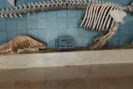 周末去西湖文化广场游浙江自然博物馆视频封面
