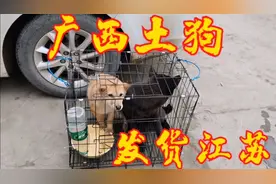 为啥很多人对广西土狗情有独钟？不惜千里，豪掷万金也买狗？