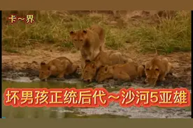 坏男孩老恩的正统后代～沙河五雄视频封面