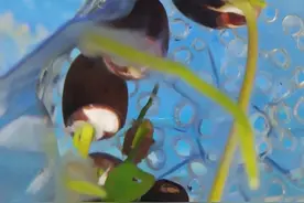 莲子水培制作室内小盆栽，莲子泡水中几天后就能发芽。视频封面