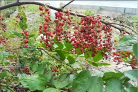 这种植物叫千年红，果子像小灯笼一样，做盆景非常喜庆视频封面