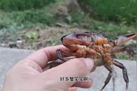 母螃蟹生宝宝，好多小蟹宝宝，你见过吗？